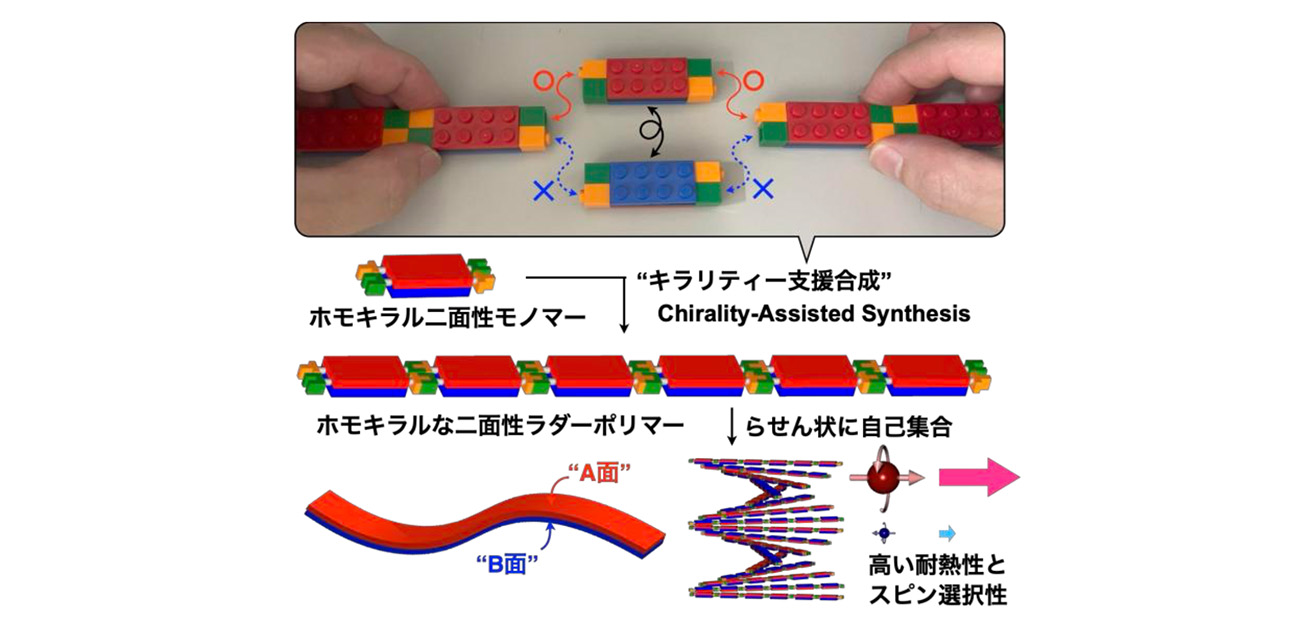 \これまでにない形の高分子材料!/ 表と裏が別構造!?「二面性ラダーポリマー」を開発