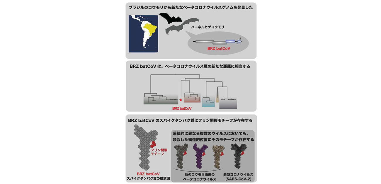\コロナウイルス進化の理解に新たな手がかり/ 南米のコウモリから新たなベータコロナウイルスを発見