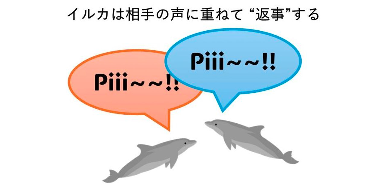 イルカは相手の声に重ねて返事をする