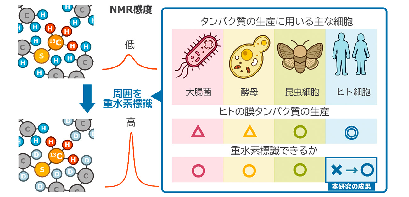ヒト膜タンパク質のダイナミックな動きを高感度でとらえる技術を開発