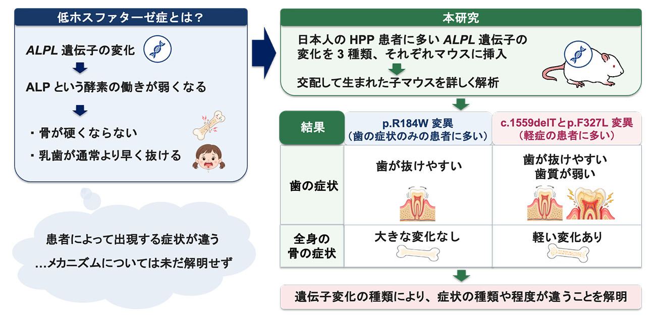 \歯からひもとく、骨の病気/低ホスファターゼ症の歯の症状を再現するモデルマウスを開発