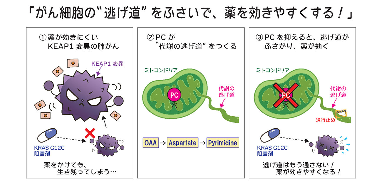 肺がん治療薬の効きにくさを生む 新たな代謝機構を発見