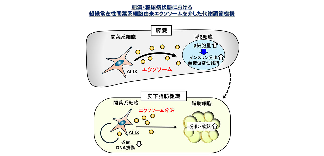 肥満時の血糖を保つ細胞間の仕組みを解明