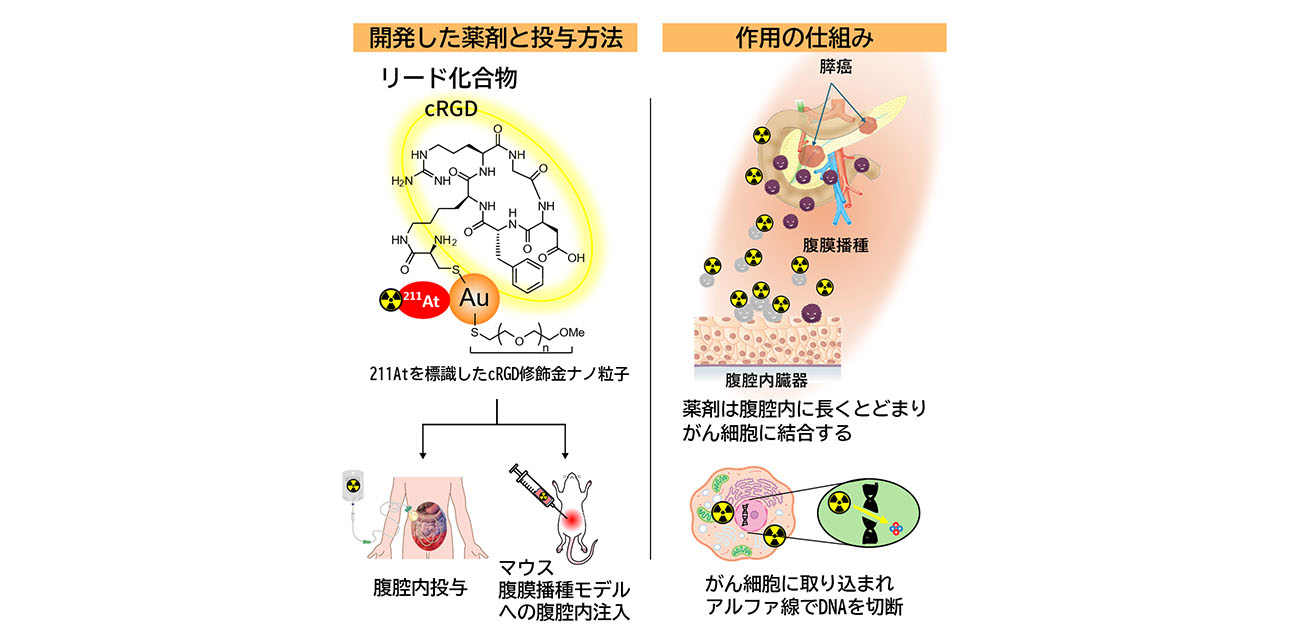 アルファ線による効果的・安全ながん腹膜播種の治療薬