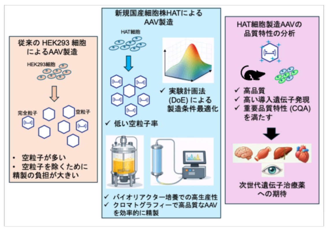 ＼遺伝子治療薬の高品質な「運び屋」を作る！／ 国産HAT細胞による AAV製造プラットフォームの確立～遺伝子治療の実用化と普及に向けた新たな一歩～