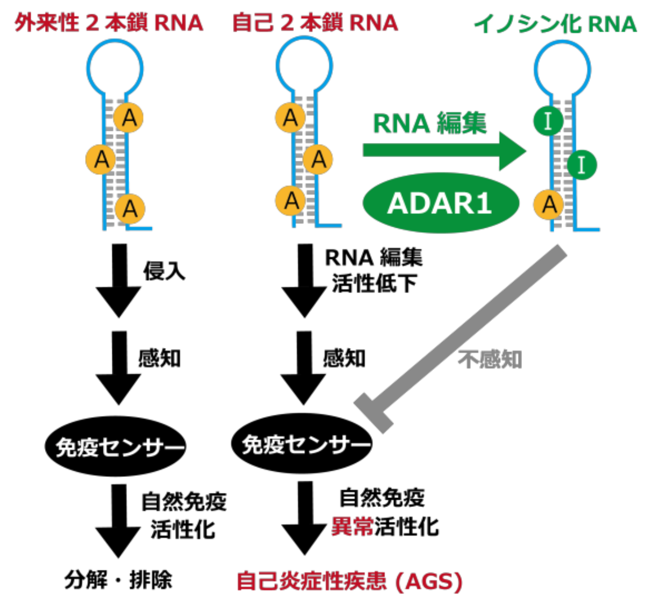 image (1).png