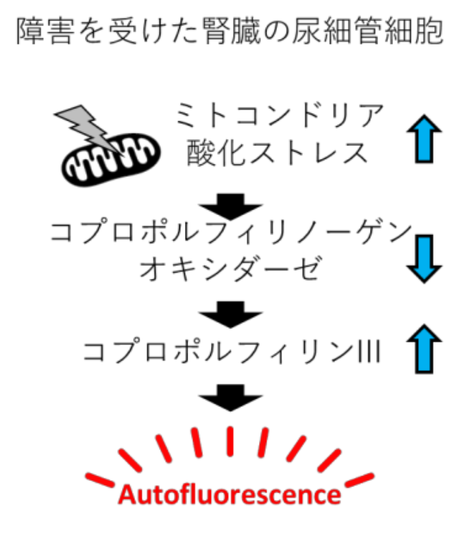 20260819_1_2.png
