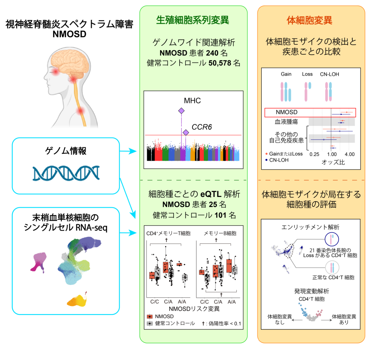 視神経脊髄炎スペクトラム障害に関わる遺伝子変異を発見～生殖細胞系列変異と体細胞変異の双方が発症に関与～