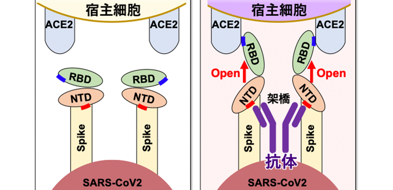 新型コロナウイルスの感染を増強する抗体を発見