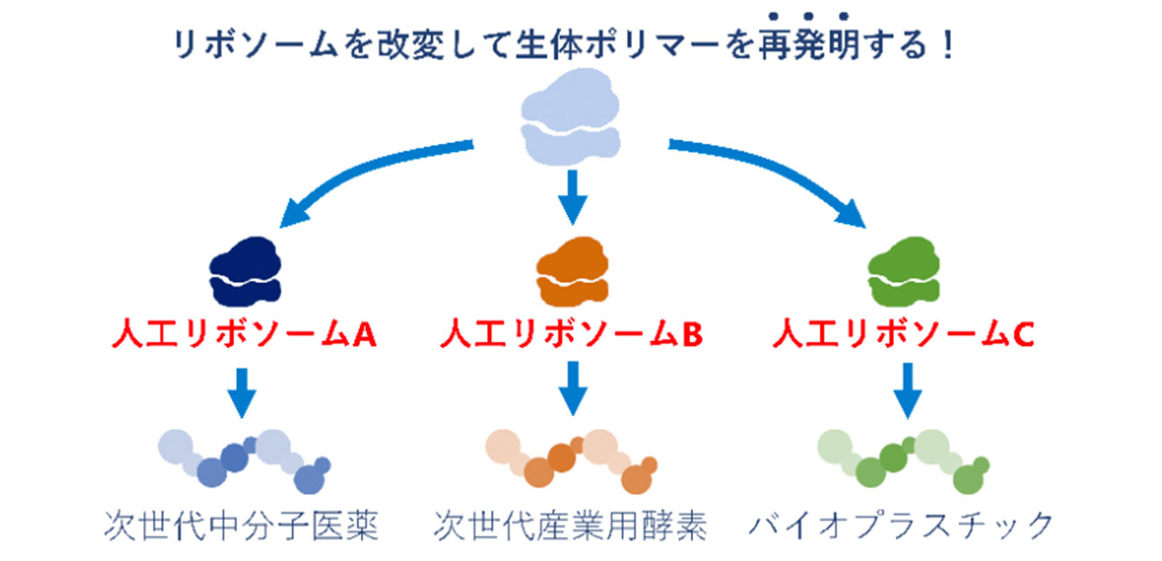 リボソーム生合成の試験管内再構成に成功